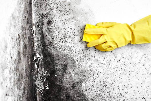 Why You Should Choose Our Mold Remediation Services in Rimersburg, PA